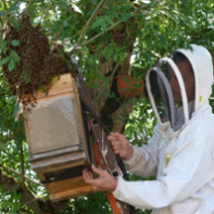 Essaims d’abeilles